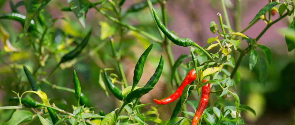 asap featured images (2)